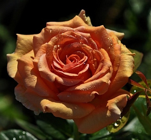 Купить саженцы Ашрам (Ashram, Bora Bora, King David) Троянди Tantau фото