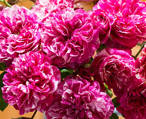 Купить саженцы Інес Састре (Ines Sastre, Colibri Farbfestival) Троянди рідкісних кольорів фото