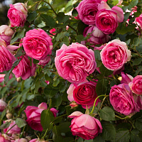 Купить саженцы Цикламен Пьер де Ронсар (Cyclamen Pierre de Ronsard) Плетистые розы фото