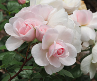 Jardin de Granville (Rose De Granville) продажа в Украине Флорібунда ЗКС фото Купить саженцы Jardin de Granville (Rose De Granville) Флорібунда ЗКС фото