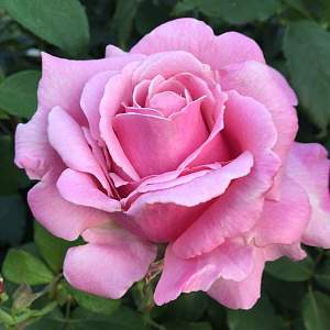 Купить саженцы Парфум Де Ліберте (Parfum de Liberte, Millie Rose) Чайно-гібридні троянди фото