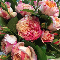 Купить саженцы Жюлі Андріє (Julie Andrieu, Claude Monet Climbing) Троянди Delbard фото