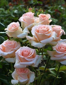 Купить саженцы Принс Жардинье (Prince Jardinier, Alexandre Pouchkine) Чайно-гибридные розы фото