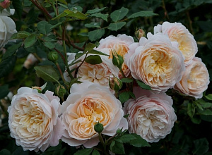 Купить саженцы Крокус Роза (Crocus Rose, Emanuel) Англійські троянди фото