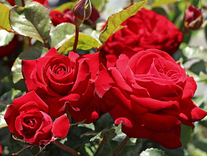 Купить саженцы Glad Tidings (Lubecker Rotspon)	 Флорібунда фото