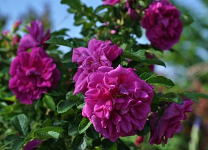 Hansa продажа в Украине Неукривні зимостійкі троянди (Канадські, Гібриди Ругози) фото Купить саженцы Hansa Неукривні зимостійкі троянди (Канадські, Гібриди Ругози) фото