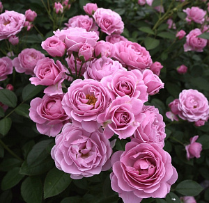 Купить саженцы  Nautica (Prologue, KORcharblu) Нові надходження 2026 фото