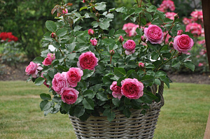 Купить саженцы Renee van Wegberg (BOZmilefra) Троянди Pheno Geno фото