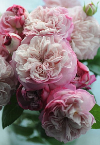 Paris продажа в Украине Японські троянди фото Купить саженцы Paris Японські троянди фото