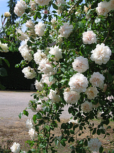 Купить саженцы Мадам Альфред Кар'є (Madame Alfred Carrière) Старовинні троянди фото
