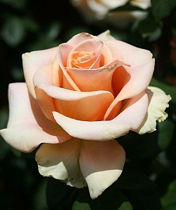 Купить саженцы Мэрилин Монро (Marilyn Monroe) Чайно-гибридные розы фото