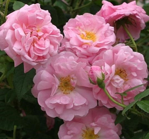 Купить саженцы Бэль Амур (Belle Amour) Плетистые розы фото