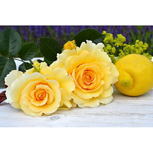 Купить саженцы Sommergold  Плетистые розы фото