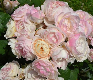 Андре Бріше (André Brichet, Imca Marina) продажа в Украине Флорібунда фото Купить саженцы Андре Бріше (André Brichet, Imca Marina) Флорібунда фото