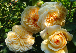 Купить саженцы Тізинг Джорджия (Teasing Georgia) Англійські троянди фото