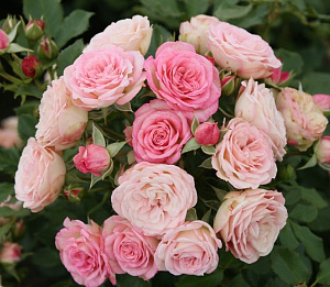 Купить саженцы  Xenia (KORelpusch, Zenia) Троянди зі знаком якості ADR фото