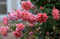 Купить саженцы Алібаба (Alibaba, CHEwalibaba, Schloss Bad Homburg) Плетисті троянди фото
