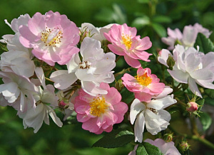 Купить саженцы Belle des Fagnes (Rêve Etoilé) Плетисті троянди фото