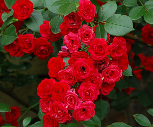 Купить саженцы Скарлет Мейяндекор (Scarlet Meillandecor) Троянди Meilland фото
