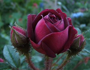 Nuits de Young (Black Moss, Old Black) продажа в Украине Їстівні троянди фото Купить саженцы Nuits de Young (Black Moss, Old Black) Їстівні троянди фото