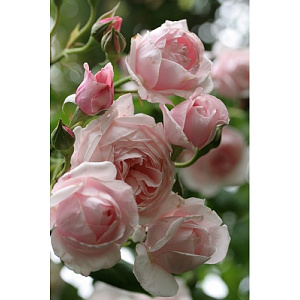 Купить саженцы Наема (Nahema) Плетисті троянди фото