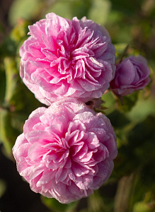 Petite de Hollande (Prinsesserose, Rosier des Dames) продажа в Украине Їстівні троянди фото Купить саженцы Petite de Hollande (Prinsesserose, Rosier des Dames) Їстівні троянди фото