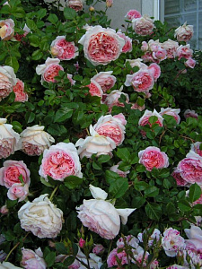 Купить саженцы Абрахам Дерби (Abraham Darby) Английские розы фото