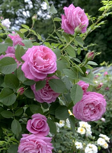 Мадам Кнор (Madame Knorr) продажа в Украине Старовинні троянди фото Купить саженцы Мадам Кнор (Madame Knorr) Старовинні троянди фото