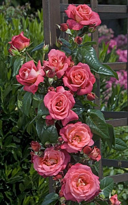 Купить саженцы Шогун (Shogun,Constance) Плетисті троянди фото