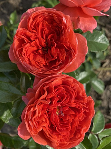 Купить саженцы  Raspberry Rose® Нові надходження 2026 фото