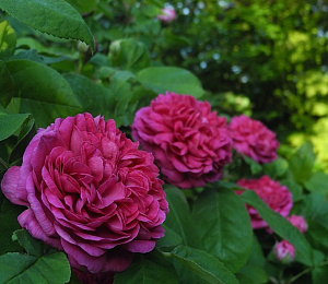 Купить саженцы Роз де Решт (Rose de Resht) Старовинні троянди фото