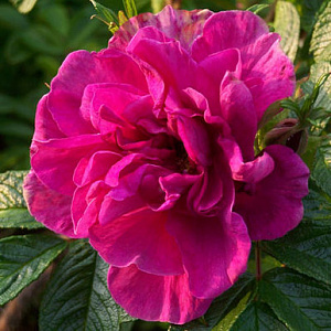 Roseraie de l’Hay (Old Rosemary) продажа в Украине Їстівні троянди фото Купить саженцы Roseraie de l’Hay (Old Rosemary) Їстівні троянди фото