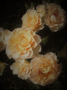 Купить саженцы Зорба (Zorba) Троянди Poulsen фото