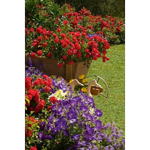Купить саженцы Flower Carpet Scarlet (Sorrento, Kadora) Ґрунтопокровні троянди фото