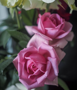 Купить саженцы Роз Помпадур (Rose Pompadour, DELdour) Троянди Delbard фото