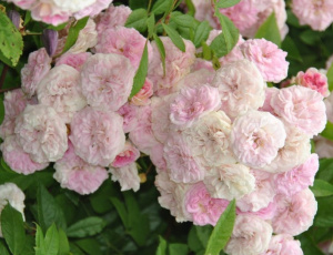 Купить саженцы Пінк Гіслен Де Фелігонд (Pink Ghislaine de Feligonde, DUCpgf) Плетисті троянди фото
