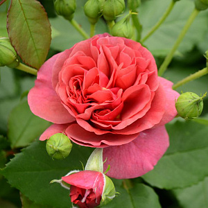 Купить саженцы Рита Де Труа Люк (Rita des Trois Lucs) Плетисті троянди фото