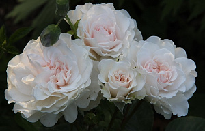 Купить саженцы Sir Galahad (Great North Eastern Rose)  Розы Harkness фото
