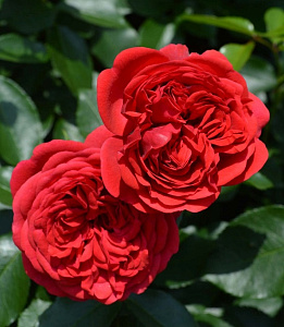 Аут оф Розенхайм (Out of Rosenheim, KORmarkron) продажа в Украине Флорібунда фото Купить саженцы Аут оф Розенхайм (Out of Rosenheim, KORmarkron) Флорібунда фото