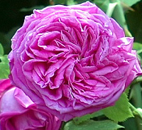 Купить саженцы Чарльз Лоусон (Charles Lawson) Старовинні троянди фото