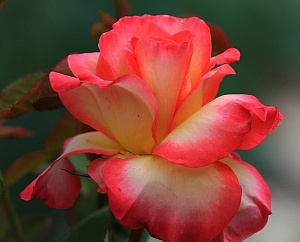 Купить саженцы Годжес (Gorgeous, POUlpmt009) Троянди Poulsen фото