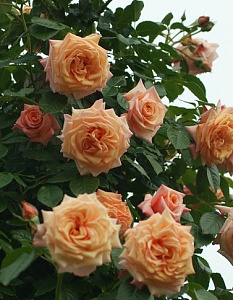 Купить саженцы Барок (Barock) Плетисті троянди фото
