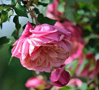 Купить саженцы Général Schablikine (Vestey's Pink Tea) Старовинні троянди фото
