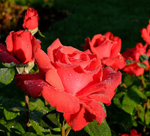 Купить саженцы Гранде Аморе (Grande Amore, My Valentine) Чайно-гібридні троянди фото