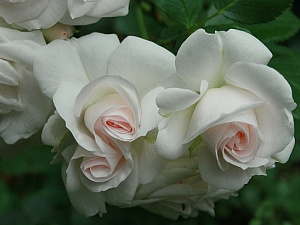 Купить саженцы Аспірин (Aspirin Rose, Special Child) Троянди Tantau фото