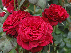 Купить саженцы Ля Роз де катре Вен (Rose des 4 Vents) Шраби фото