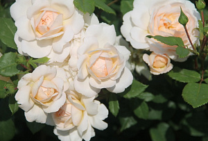 Купить саженцы Крокус Роза (Crocus Rose, Emanuel) Англійські троянди фото