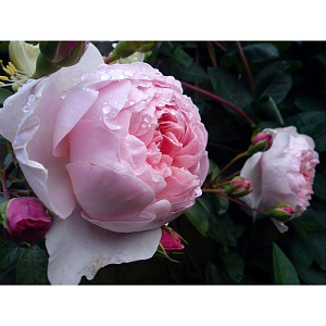 Купить саженцы Вайлдив (Wildeve) Английские розы фото