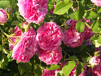 Купить саженцы Дюшес де Беррі (Duchesse de Berry) Старовинні троянди фото