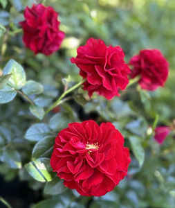 Купить саженцы Фаррука (Farruca, POUlcy032) Троянди Poulsen фото